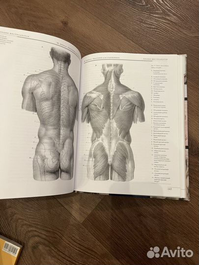 Анатомия для художников дюваль