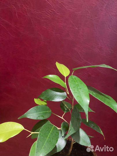 Фикус бенджамина наташа