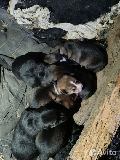 Маленькие собачки щенята в добрые руки