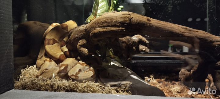 Императорский Удав Salmon