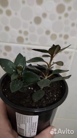 Гипоцирта «Золотая рыбка»