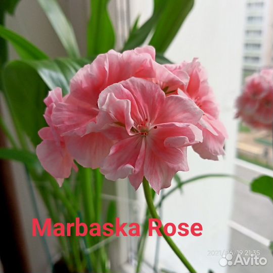 Черенки пеларгонии