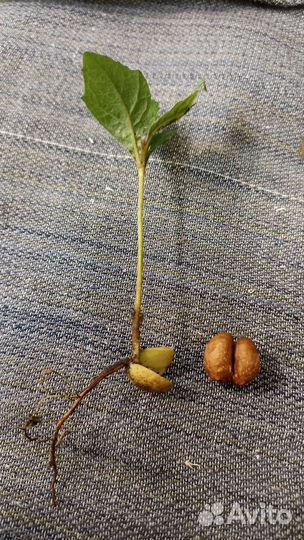 Мушмула, Годжи