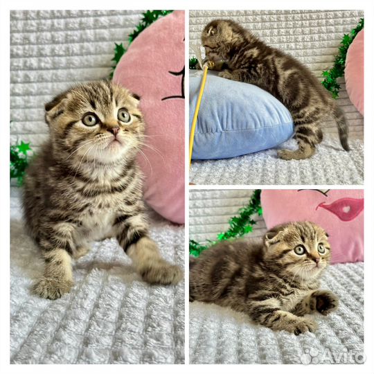 Шотландские котята