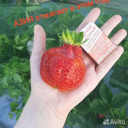 Клубника рассада