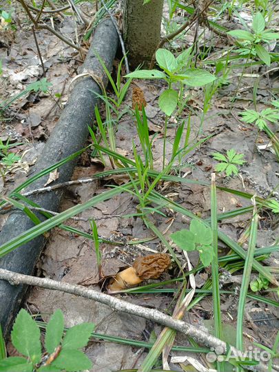 Грибы строчки и сморчки
