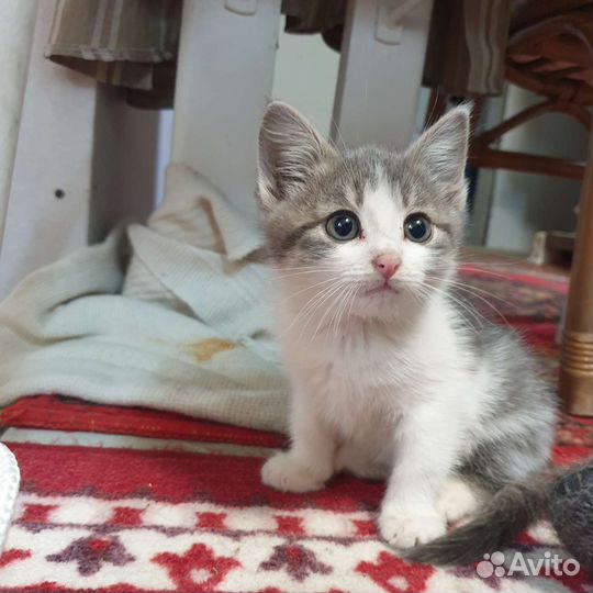 Кошка котенок