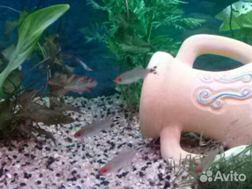 Обслуживание и чистка аквариумов по Туле и области