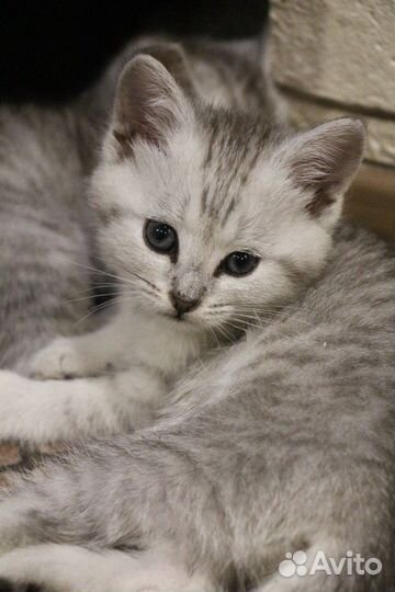 Британские котята