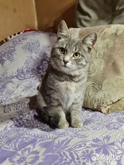 Коты бесплатно