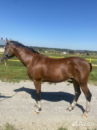 Жеребец орловской породы