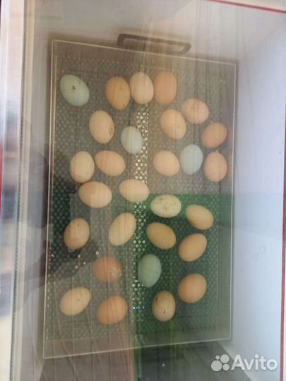 Молодые куры и петухи яйцо инкубационное