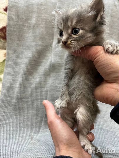 Кошка