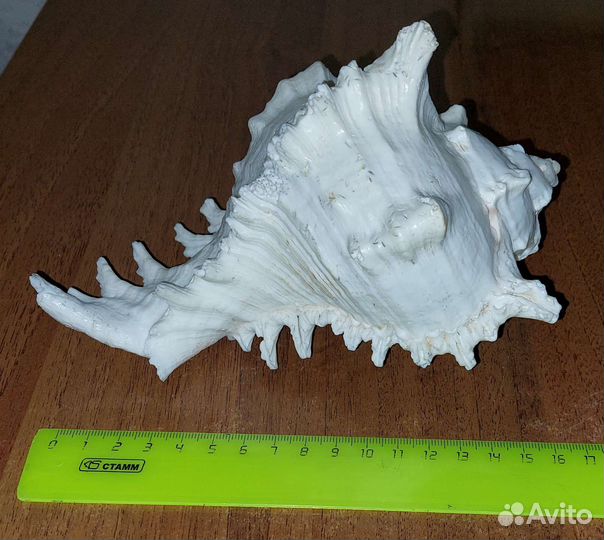 Ракушки раковины