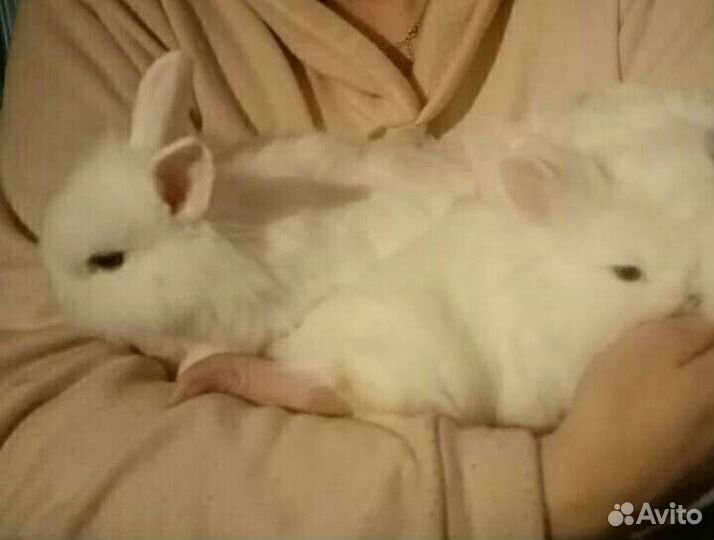 Кролики белые малыши