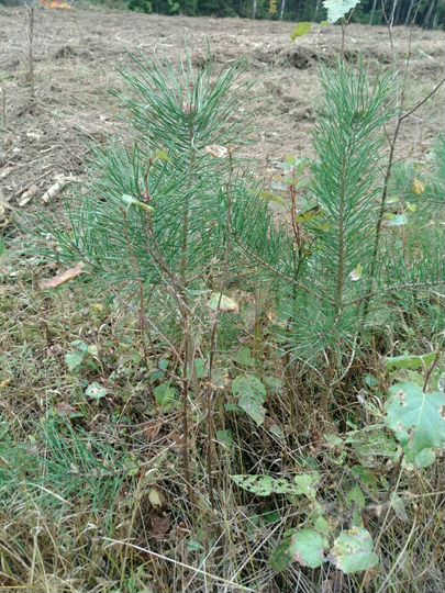 Участок 28 сот. (СНТ, ДНП)