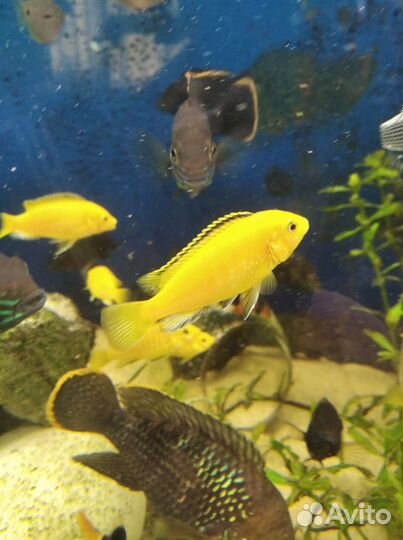 Аквариумные рыбки