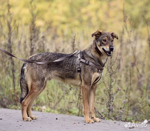 Собаки бесплатно в добрые руки