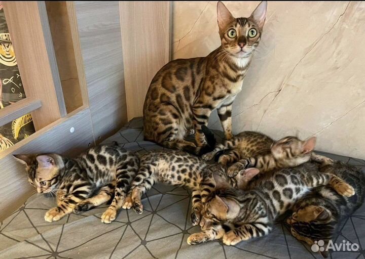 Бенгальский котенок девочка