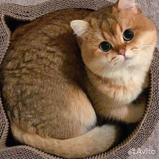 Шотландский кот вязка