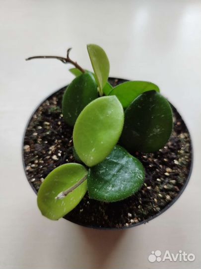 Хойя Матильда