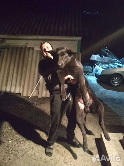 Немецкая овчарка кобель для вязки