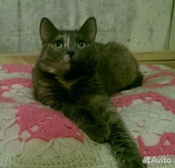 Лапочка Пеструшка в добрые руки