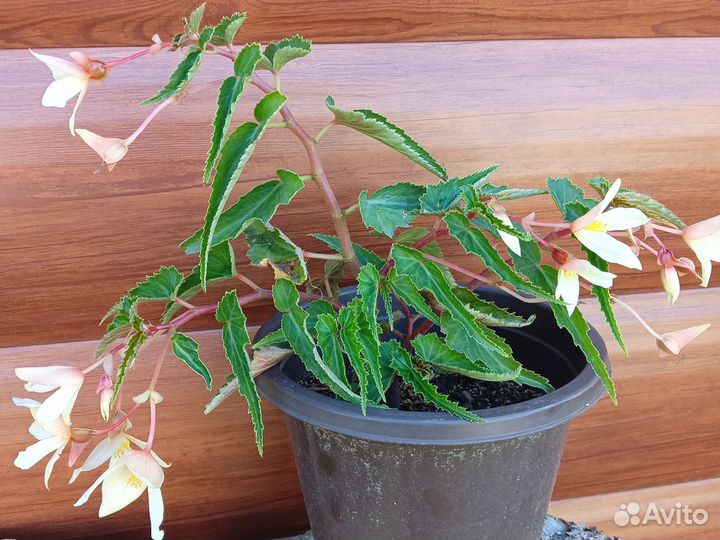 Вербейник монетчатый и ипомея