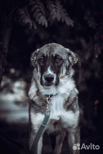 Тесса ищет дом