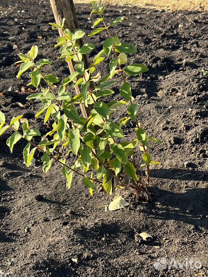 Первый в Алтае сад интенсивного типа