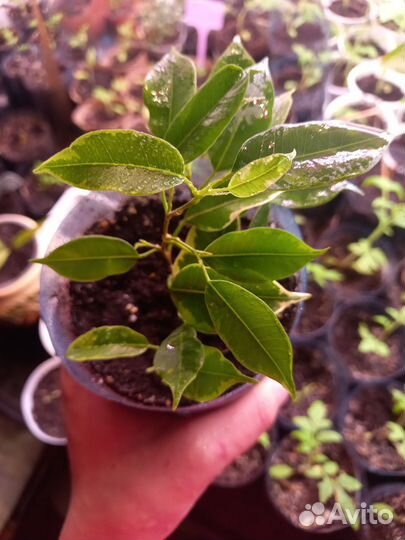 Комнатные растения