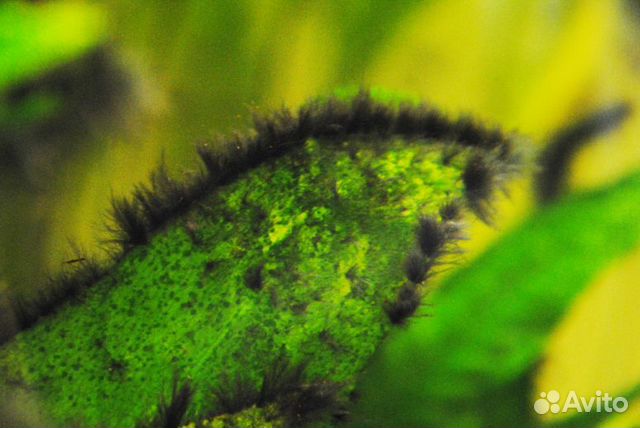 0.5л. Сайдекс - средство против водорослей