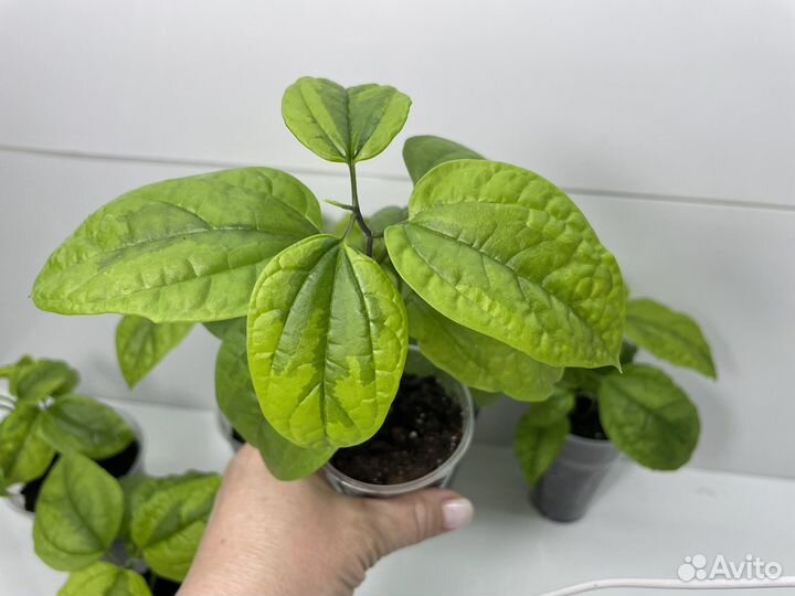 Клеродендрум томпсон