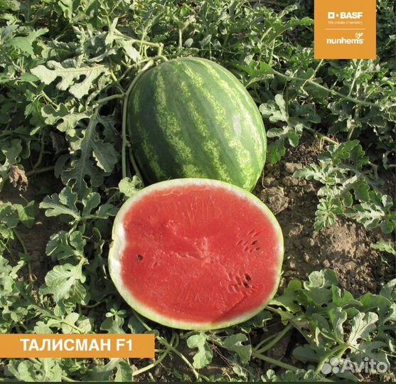 Семена арбуза «Талисман»