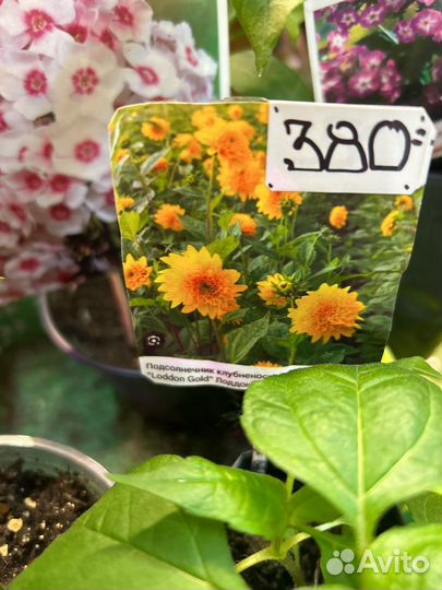 Садовые цветы с доставкой