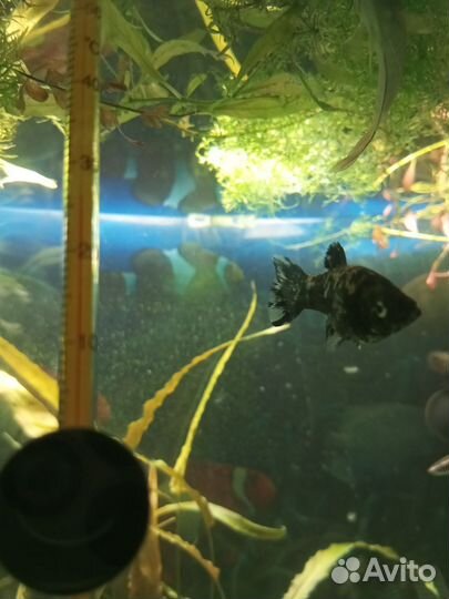 Моллинезия