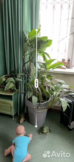 Цветок живой напольный