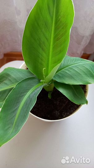 Карликовый банан