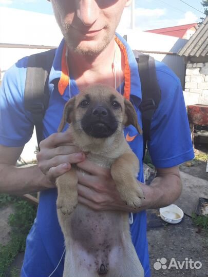 Щенки дворняжки