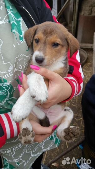 Борзые щенки