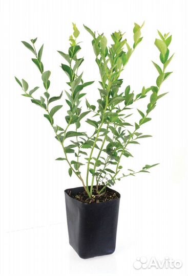 Голубика 2 х летка