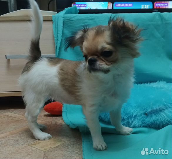 Щенки чихуахуа девочки РКФ
