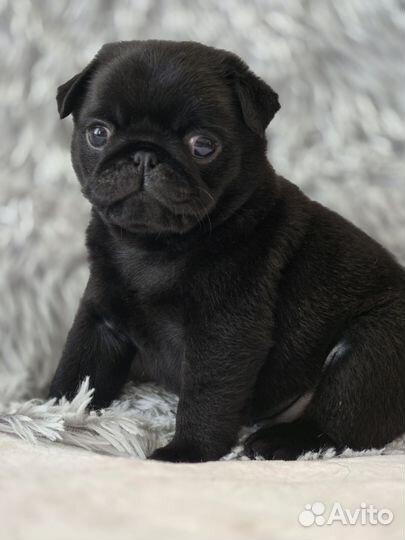 Щенки с документами