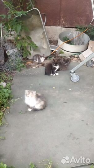Котята в добрые руки