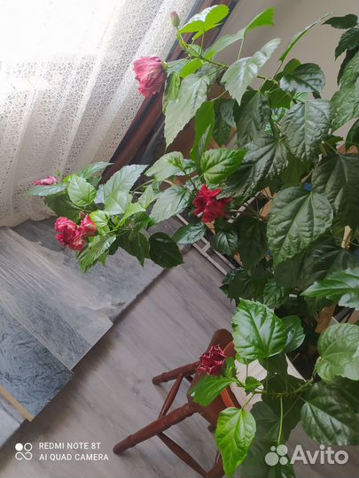 Гибискус китайская роза