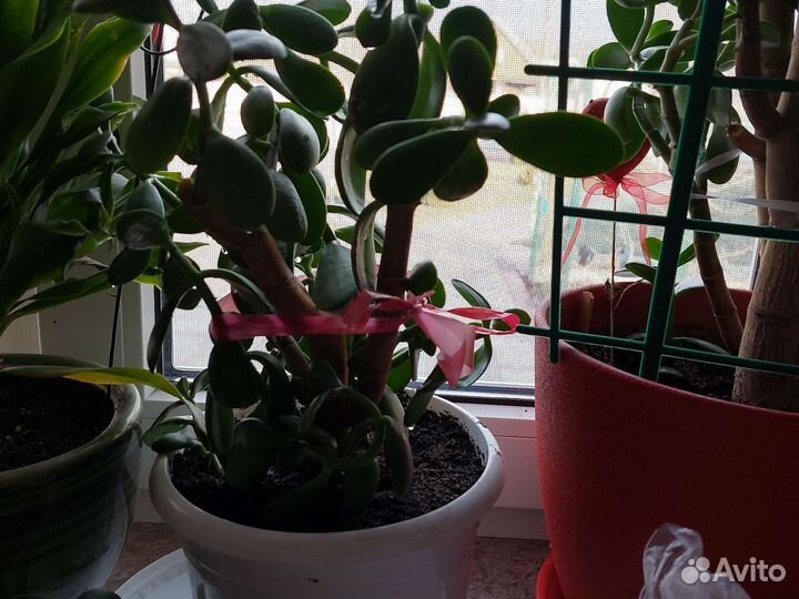 Толстянка денежное дерево