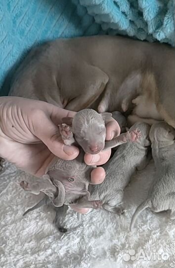 Мини цветные тойчики