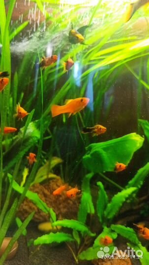 Рыбки меченосцы