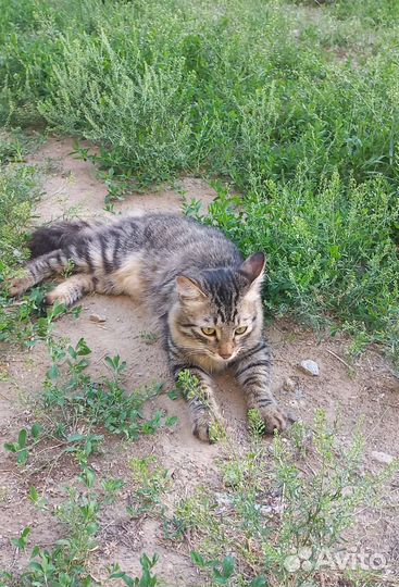 Котики бесплатно