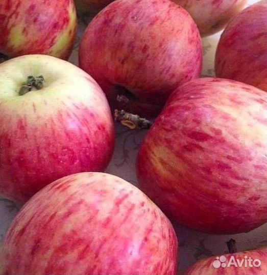 Саженцы яблони Штрейфлинг